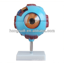 Globe oculaire anatomie humaine